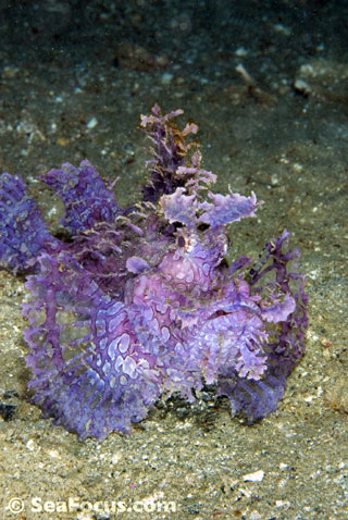 Soft Corals at Jerry's Jelly