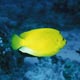 Three-spot angelfish