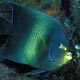 Semicircle angelfish