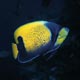 Blue-girdled angelfish