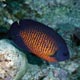 Twin-spined angelfish