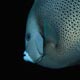 Grey angelfish