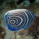 Juvenile emperor angelfish