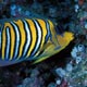 Regal angelfish