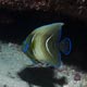 Semicircle angelfish - intermediate stage