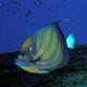 Blue-ringed angelfish