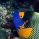Yellow-mask angelfish