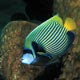 Emperor angelfish