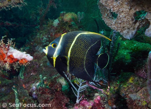 french angelfish in Grenada