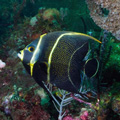 Juvenile emperor angelfish