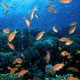 Scalefin anthias