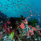 Dottyback anthias 