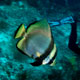 Pinnate batfish