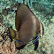 Circular batfish