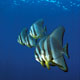 Longfin batfish