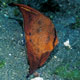 Circular batfish