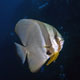 Longfin batfish