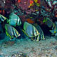 Pinnate batfish