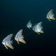 Longfin batfish