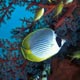 Butterflyfish 