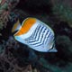 Crown butterflyfish