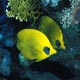 Masked butterflyfish