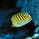 Spot-banded butterflyfish