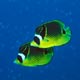 Racoon butterflyfish