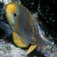 Long-beaked butterflyfish