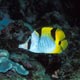 Saddleback butterflyfish