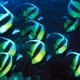 Bannerfish