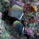 White collar butterflyfish