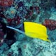 Longnose butterflyfish