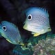 Foureye butterflyfish