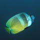 Blacklip butterflyfish
