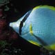 Spotfin Indian butterflyfish