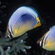 Indian Redfin butterflyfish