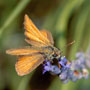 Essex Skipper Butterfly