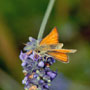 Small Skipper butterfly