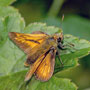 Large Skipper Butterfly