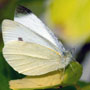 Large White Butterfly