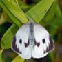 Large White Butterfly