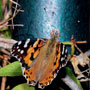 Painted Lady Butterfly