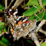 Painted Lady Butterfly