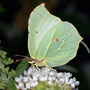 Brimstone Butterfly