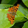 Comma Butterfly