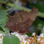 Comma Butterfly