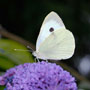 Small White Butterfly