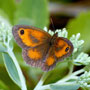 Gatekeeper Butterfly