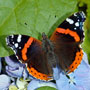 Red Admiral Butterfly